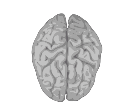 cerebro2